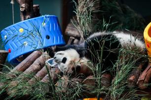 青海西宁：大熊猫乐享高原清凉夏日