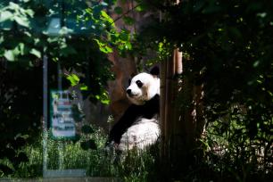 青海西宁：大熊猫乐享高原清凉夏日