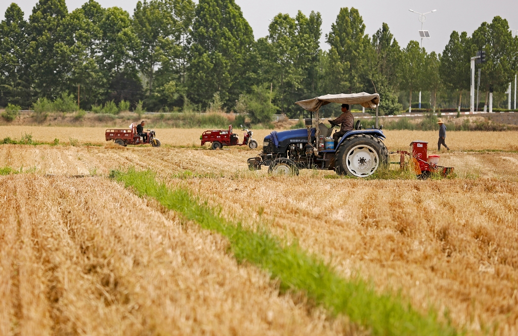 山西临汾：种植户抢收小麦、抢种玉米
