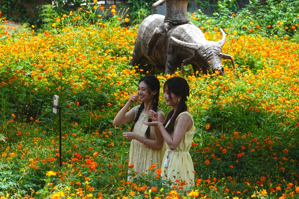 广西南宁：橙色花海引客来