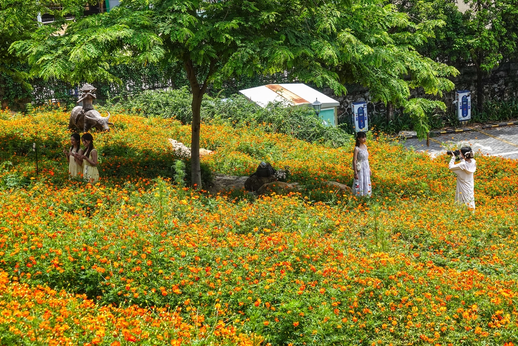 广西南宁：橙色花海引客来