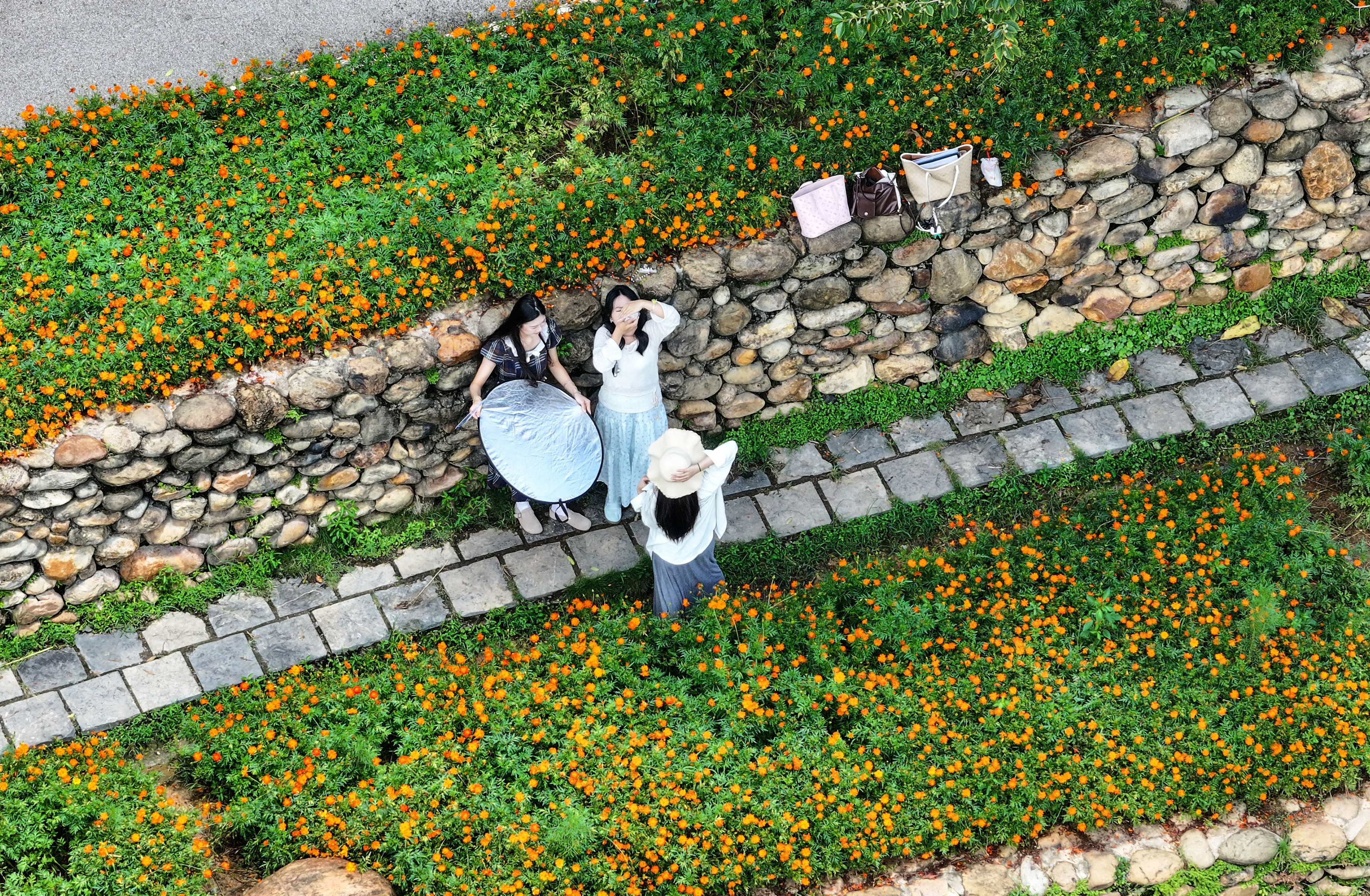 广西南宁：橙色花海引客来
