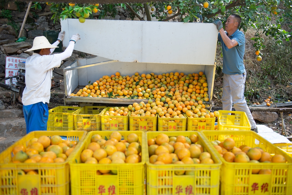 湖北秭归：夏日农事忙