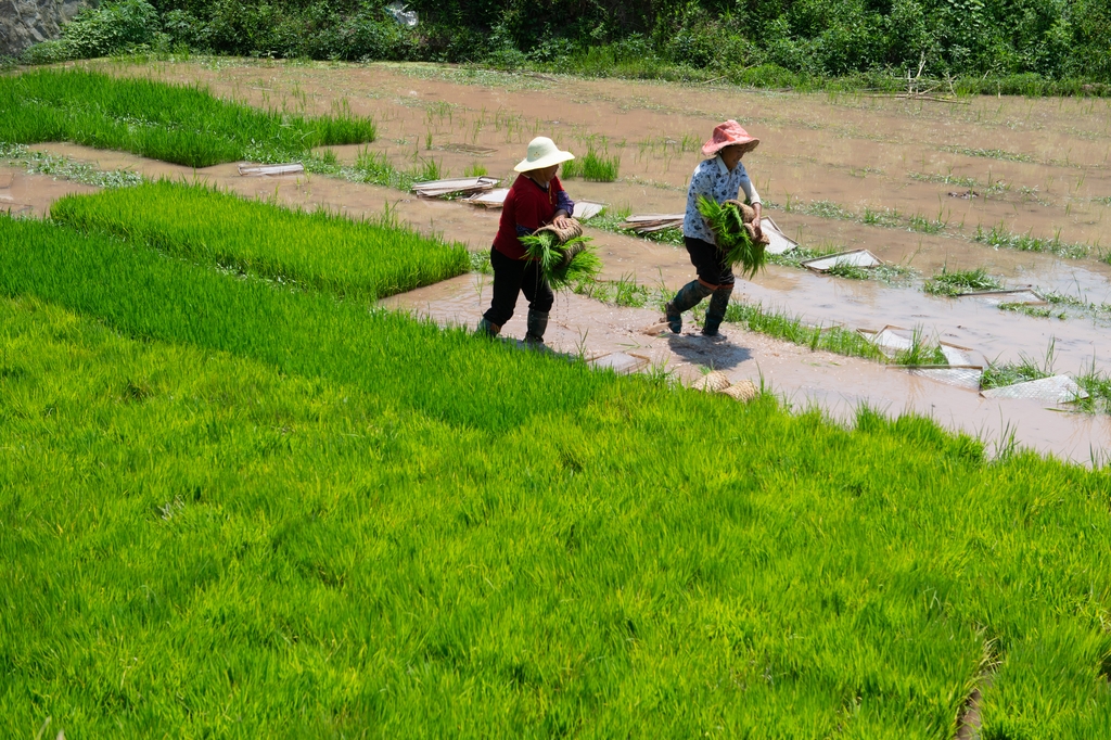 湖北秭归：夏日农事忙