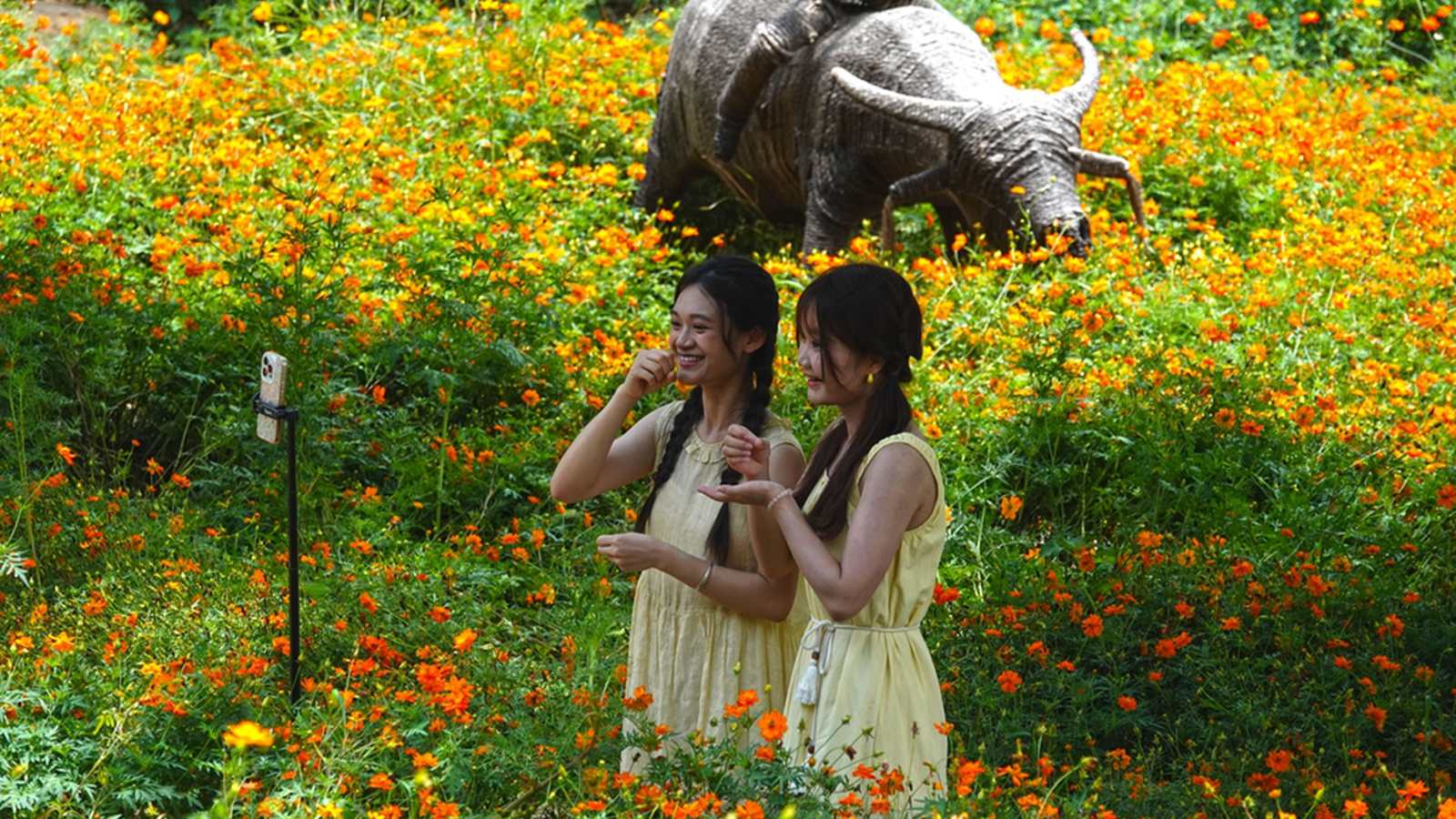 广西南宁：橙色花海引客来