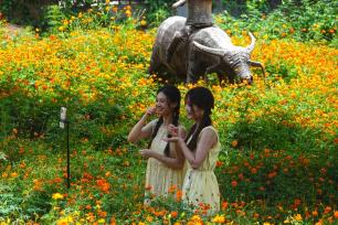 广西南宁：橙色花海引客来