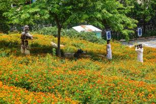 广西南宁：橙色花海引客来