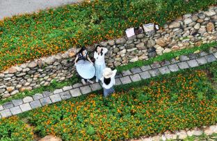 广西南宁：橙色花海引客来