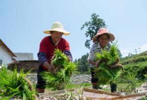 湖北秭归：夏日农事忙