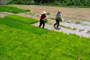 湖北秭归：夏日农事忙