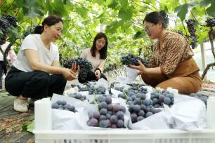 安徽亳州：葡萄上市采摘忙