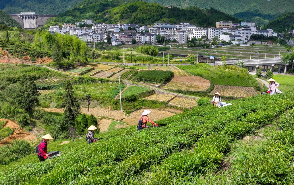 浙江淳安：夏茶采收忙