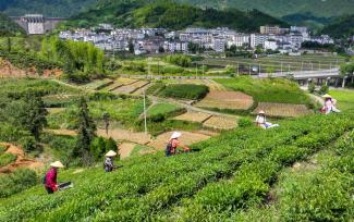 浙江淳安：夏茶采收忙