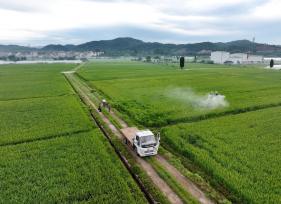 浙江金华：农民操控植保无人机喷药施肥