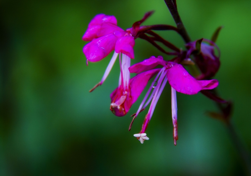 吉林：山桃草进入盛花期