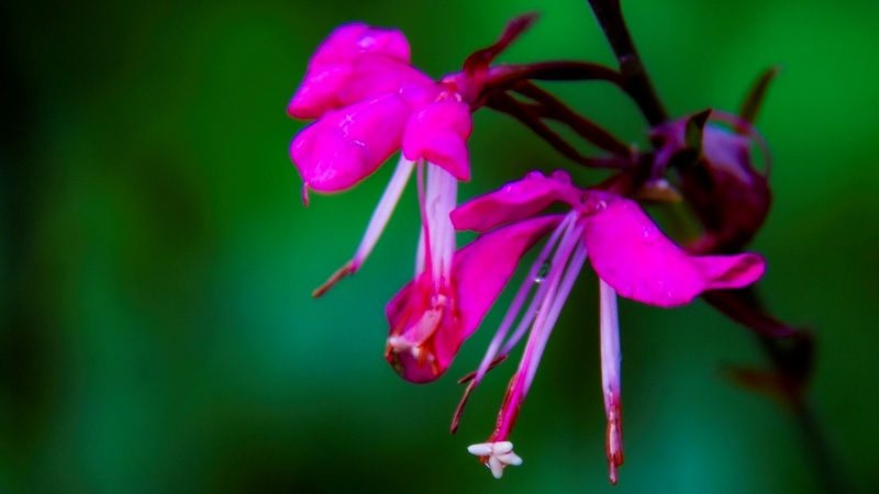 吉林：山桃草进入盛花期