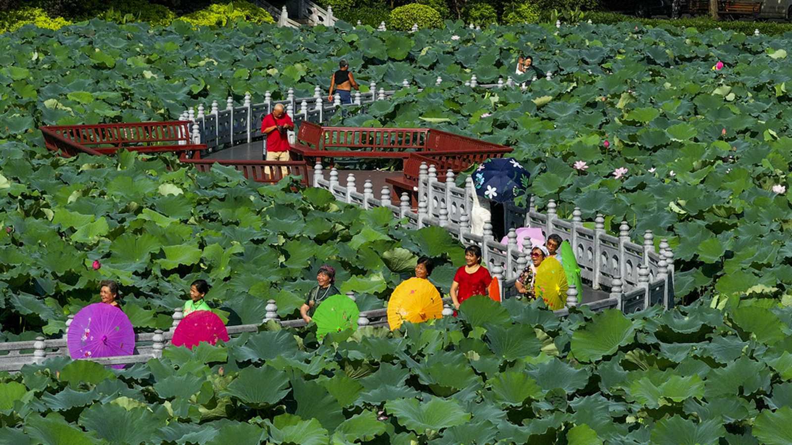 广西梧州：夏荷盛开引客来