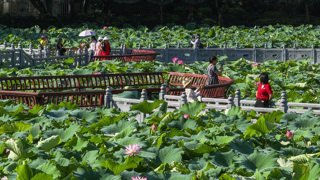 广西梧州：夏荷盛开引客来