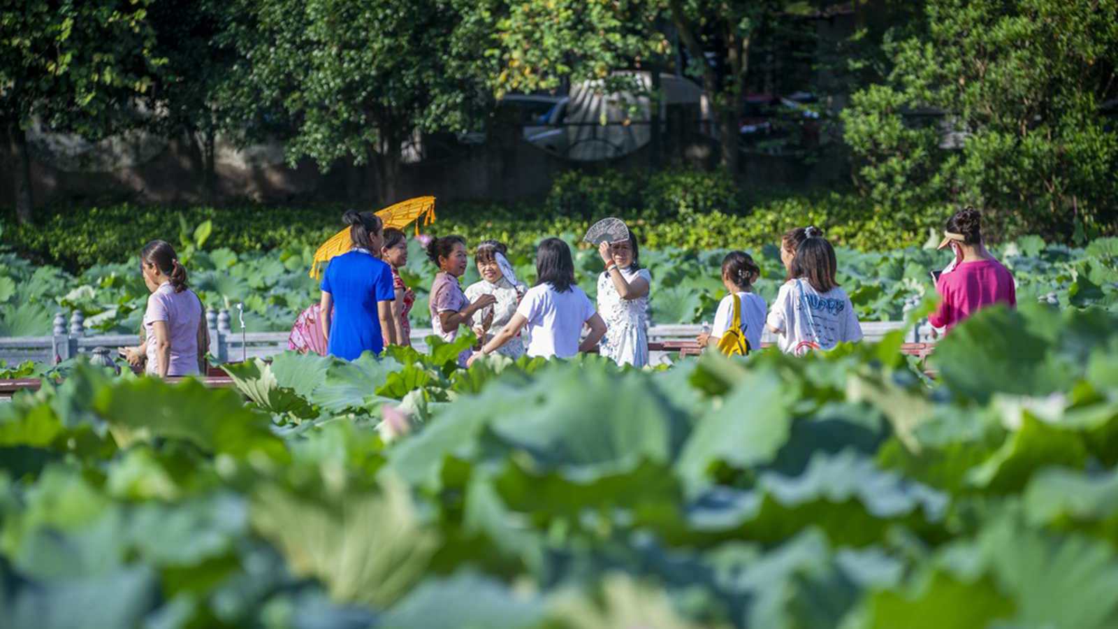 广西梧州：夏荷盛开引客来