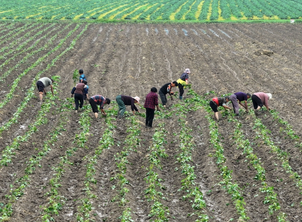 安徽蒙城：夏日农事忙