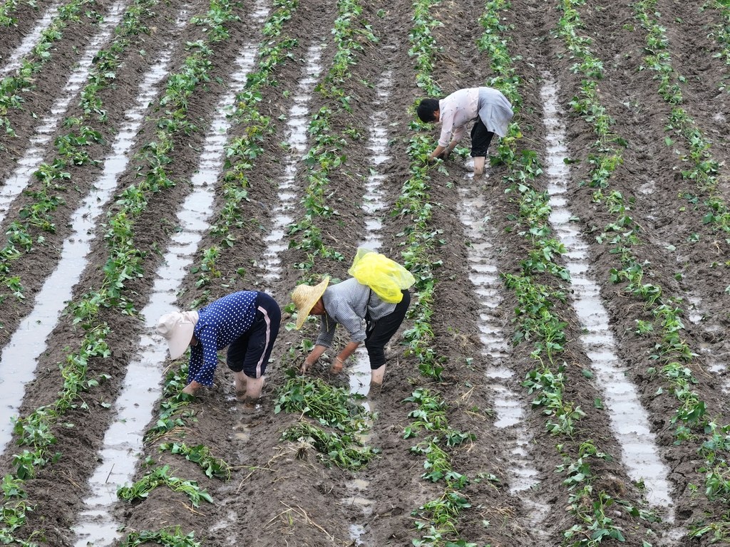 安徽蒙城：夏日农事忙