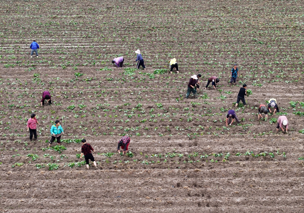 安徽蒙城：夏日农事忙