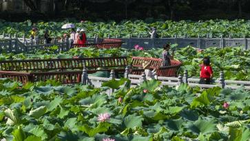 广西梧州：夏荷盛开引客来