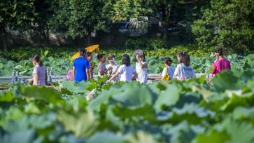 广西梧州：夏荷盛开引客来