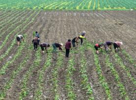 安徽蒙城：夏日农事忙