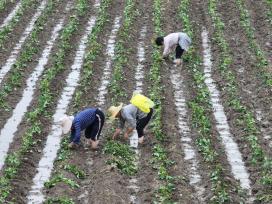 安徽蒙城：夏日农事忙