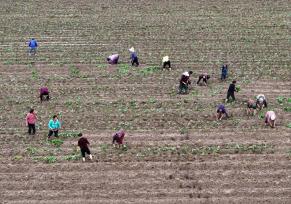 安徽蒙城：夏日农事忙