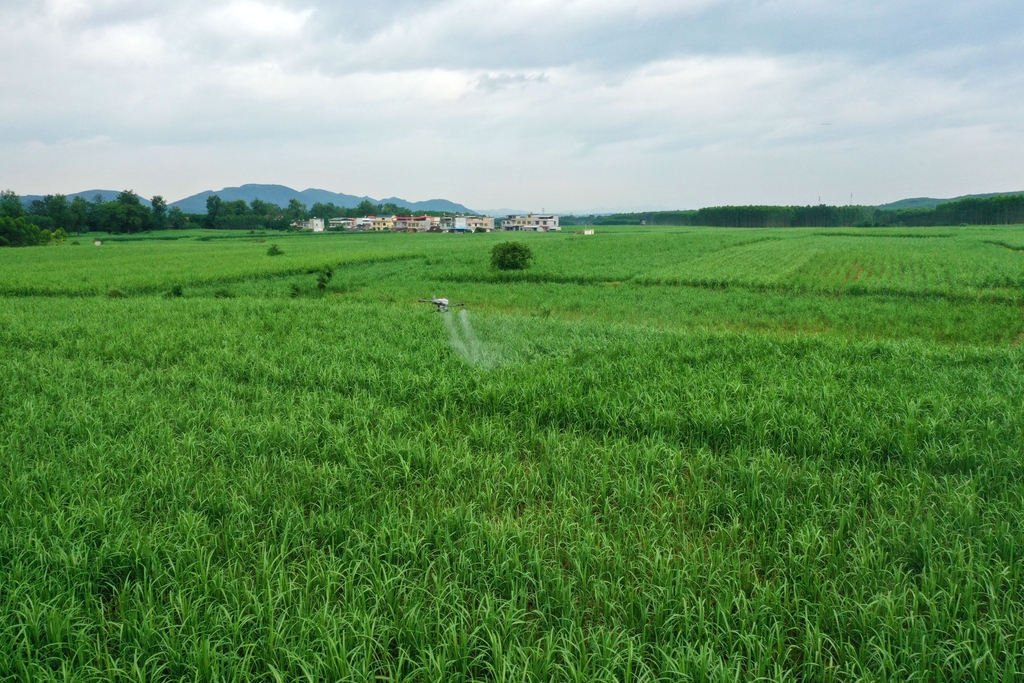 广西融水：无人机助力高效生产