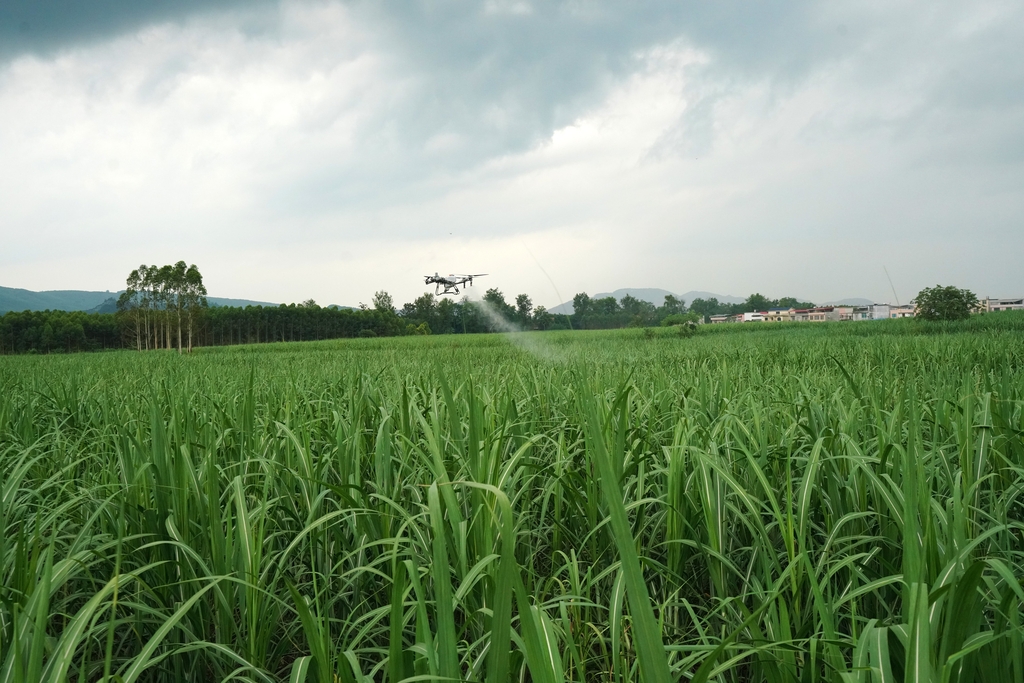 广西融水：无人机助力高效生产