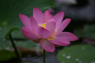 辽宁沈阳：北塔公园荷花雨中绽放