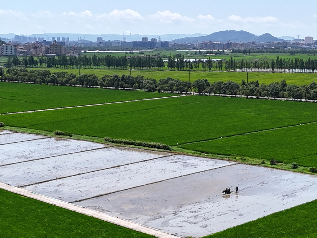 浙江乐清：农民农忙绿野间