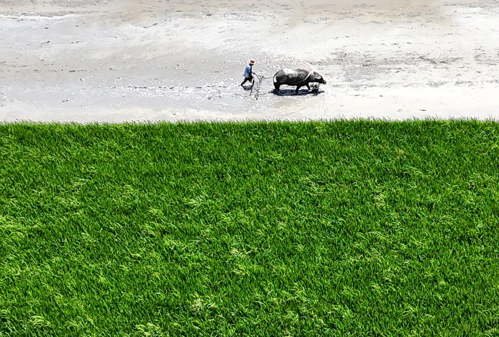 浙江乐清：农民农忙绿野间