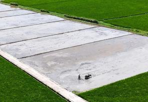 浙江乐清：农民农忙绿野间