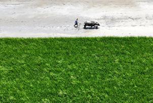 浙江乐清：农民农忙绿野间