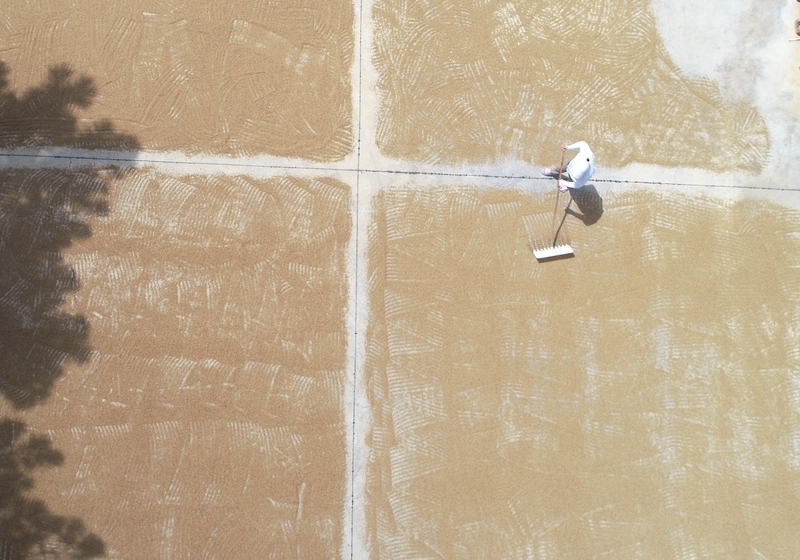 夏日时节 湖南娄底辣酱晒制忙