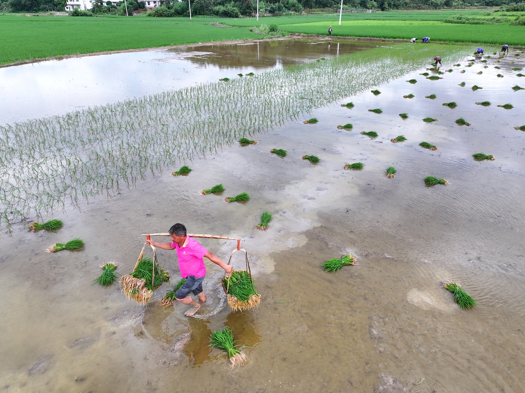 江西上饶：夏季种稻忙