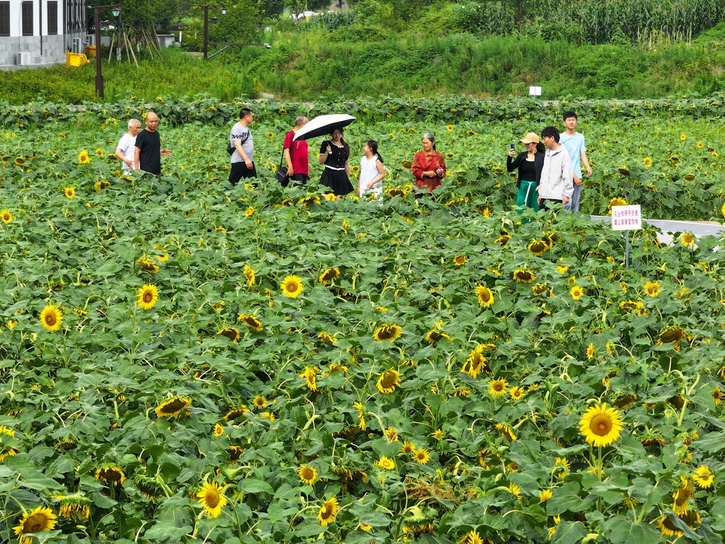 重庆梁平：向日葵花开引客来