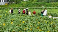 重庆梁平：向日葵花开引客来