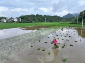 江西上饶：夏季种稻忙
