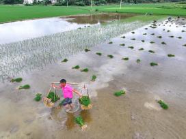 江西上饶：夏季种稻忙