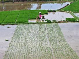 江西上饶：夏季种稻忙