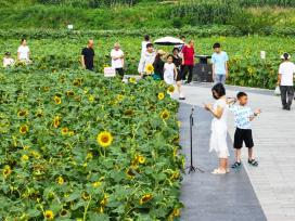 重庆梁平：向日葵花开引客来