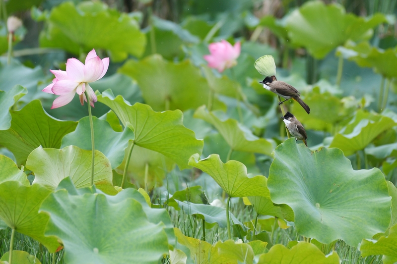 贵州仁怀：荷花绽放 夏意满塘