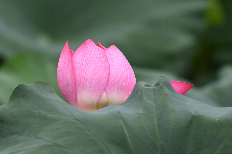 贵州仁怀：荷花绽放 夏意满塘