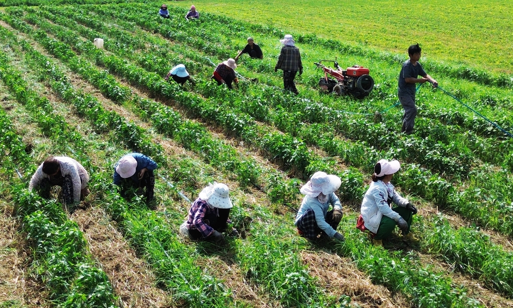 夏日时节 河南许昌农事忙