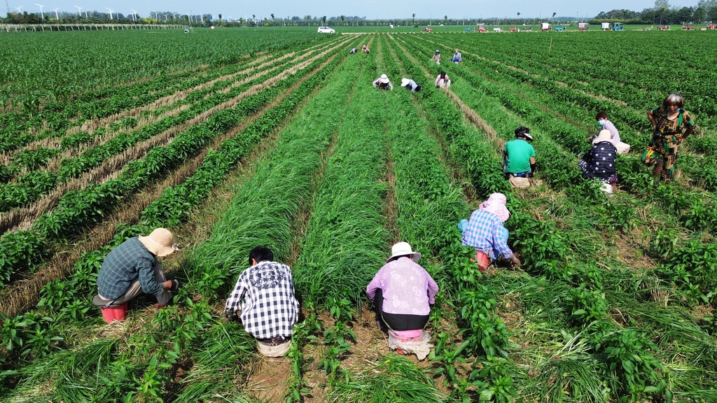 夏日时节 河南许昌农事忙